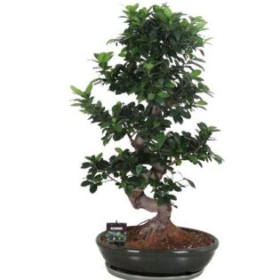 Ficus Bonzai 75 cm