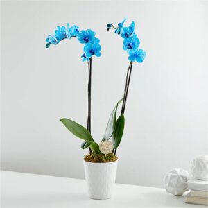 Blue Orchid