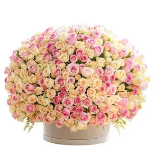 200 Light Pink Roses
