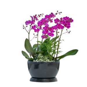 Cheerful Purple Orchid